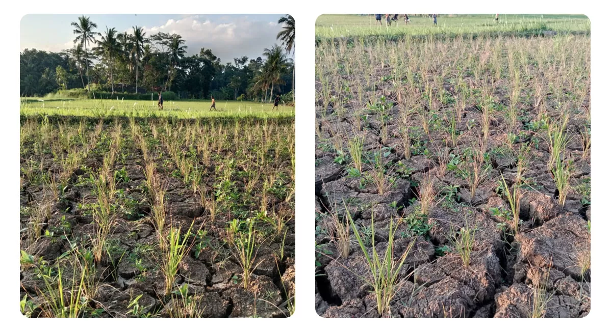 Lahan pertanian di Blok Pasangrahan, Kelurahan Talagasari, Kecamatan Kawalu, Kota Tasikmalaya tampak mengering akibat tidak adanya pasokan air. Kondisi ini membuat petani Kota Tasikmalaya khawatir terhadap ancaman puso. (Dok. AMS)