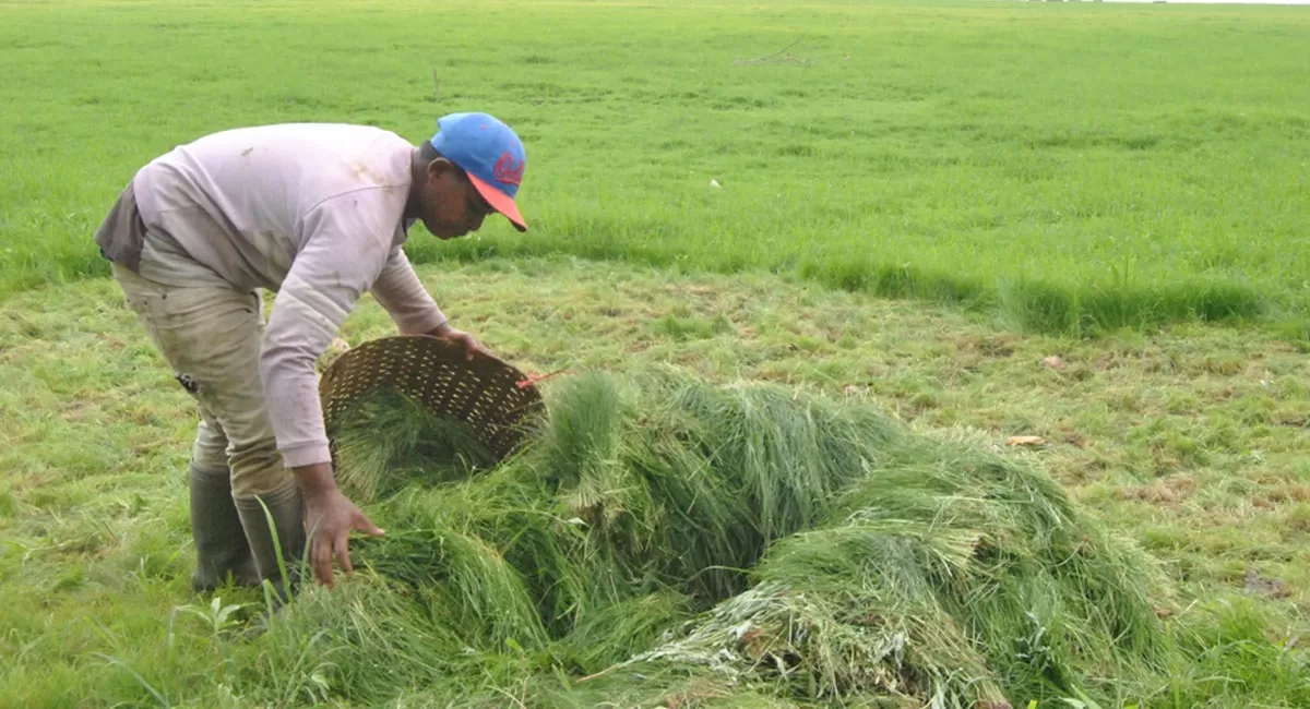Para penyabit rumput saat melakukan aktivitas mencari rumput di area Situ Gede yang mengering, Minggu (19/7/2026). (Dok. AMS)