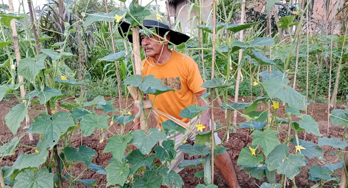 Sejak musim kemarau tiba, petani di Kampung Nanggela, Kecamatan Tamansari, Kota Tasikmalaya, memanfaatkan lahan pertaniannya dengan tanaman palawija. (Dok. AMS)