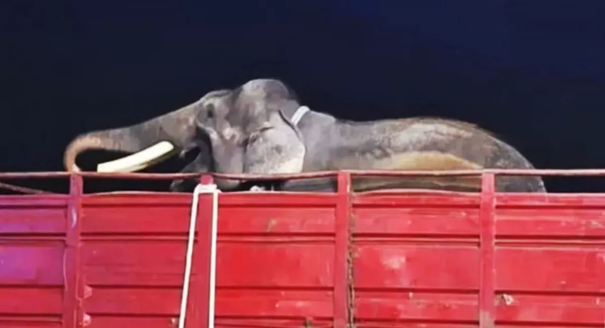 Viral pemindahan dua gajah dari Jogja ke Kaltim. Deo dan Sinta dibawa lewat rute multimoda dengan pengawalan 17 personel dan tim medis. (Threads/forgajahrahman)