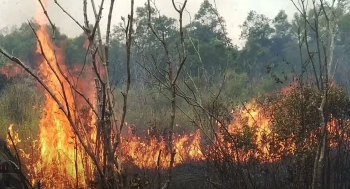 Kebakaran Taman Nasional Way Kambas masih ditangani petugas. Lahan kering, gambut, angin kencang, dan sulitnya akses menjadi kendala pemadaman. (Instagram/btn_waykambas)