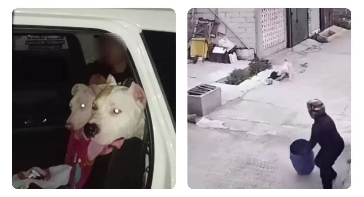 Anjing pitbull menyerang bocah 9 tahun di Bandung. Dua ekor anjing kini dikarantina, sedangkan korban mendapat 27 jahitan akibat serangan. (Instagram/sarc_subang)