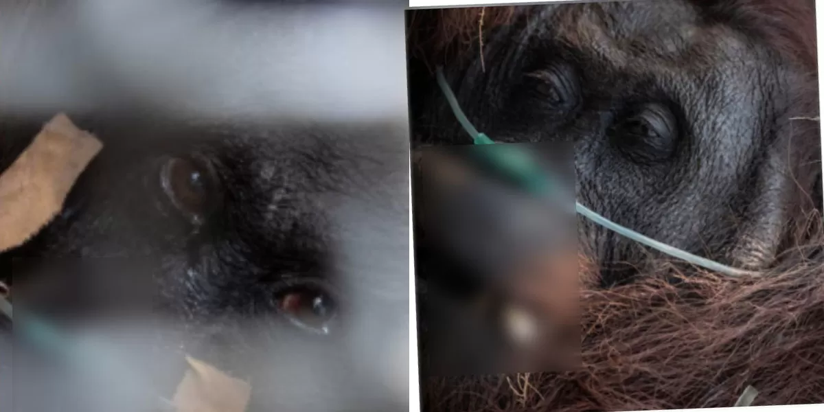 Sampurna orang utan Ketapang ditemukan tak sadarkan diri di kebun warga akibat diduga terpapar asap karhutla Kalbar dan langsung mendapat perawatan. (Instagram.com/@pandemictalks)