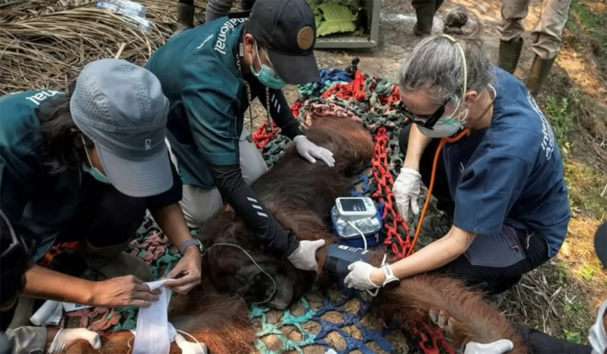 Orang utan Sampurna ditemukan lemah di tengah karhutla Ketapang dan akhirnya mati. BKSDA Kalbar menduga paparan asap terkait gangguan pernapasan.   (Instagram/trendingbuzz.id)