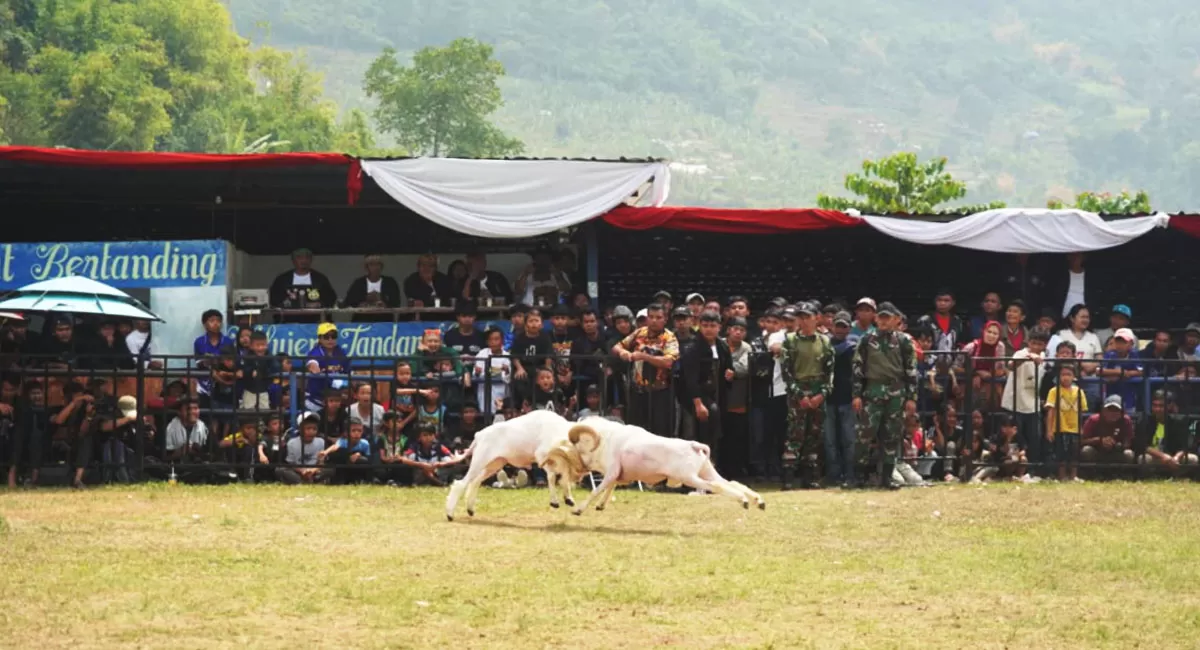 Grand Final SKDG Liga Garut dan Kontes Ternak 2026 berlangsung di Pamidangan Lembah Gunung Guntur Anugrah, Garut, Sabtu 12 September 2026. (Dok. Diskominfo Garut)