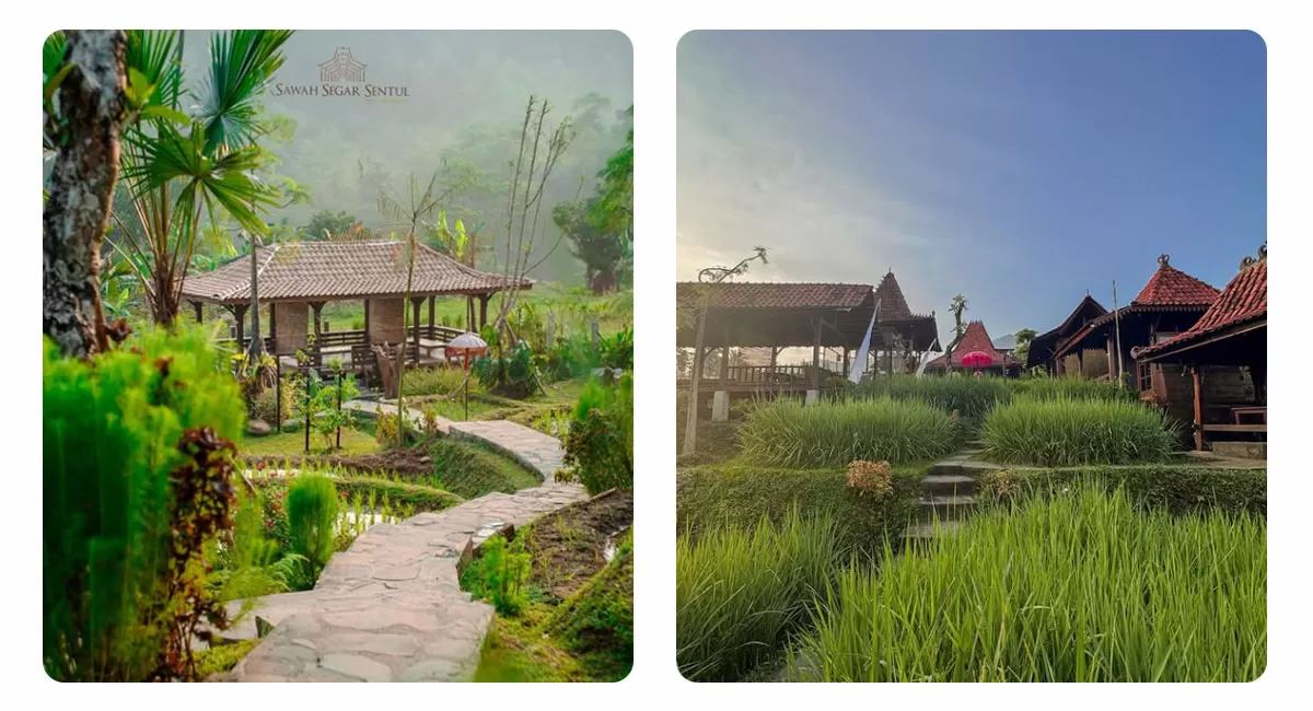 Sawah Segar Sentul Bogor menjadi destinasi tempat makan bernuansa pedesaan dengan hamparan sawah hijau dan aneka kuliner khas Nusantara. (Instagram/sawahsegarsentul)