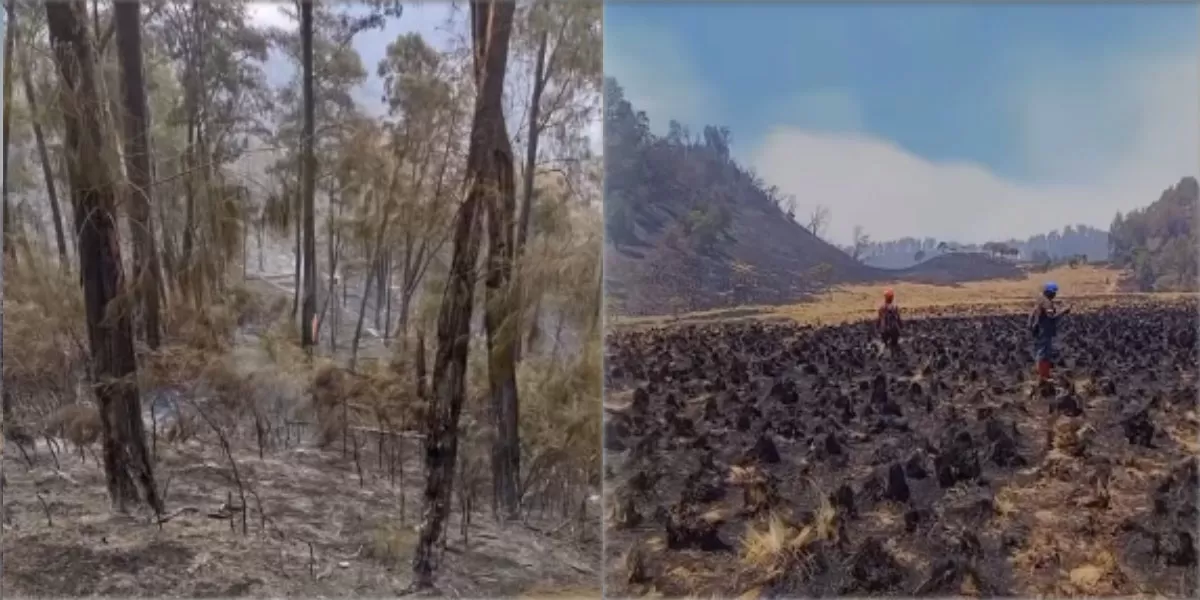 Karhutla Jatim membakar sekitar 1.000 hektare kawasan Gunung Buthak dan Kawinajang. Pemadaman udara terkendala angin kencang. (Instagram.com/amazingmalang)