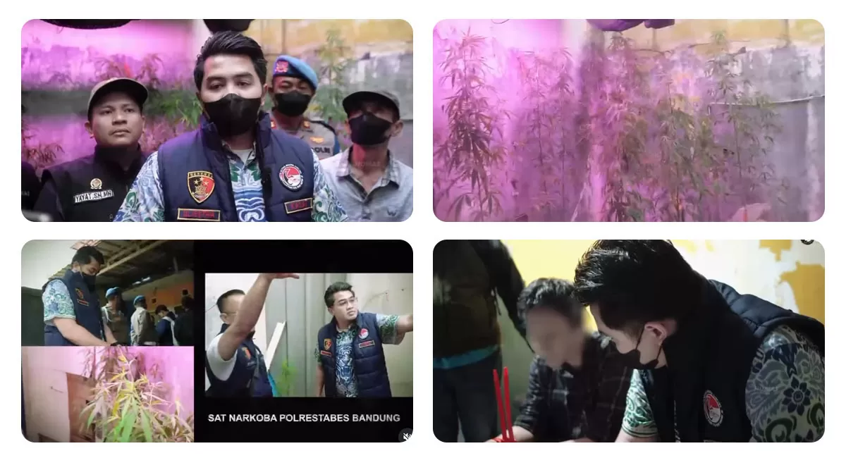 Rumah ASN Bandung di Cileunyi diduga dijadikan ladang ganja. Polisi menemukan 36 pohon ganja dalam berbagai usia di bagian belakang rumah. (Instagram.com/@polrestabesbandung)