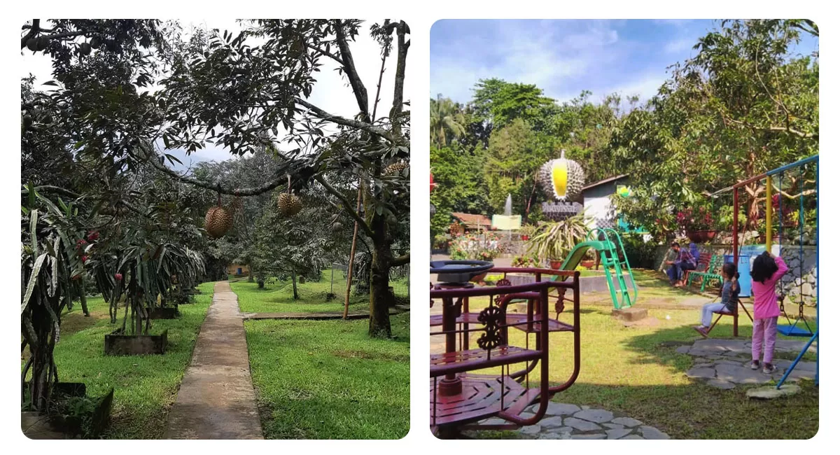 Warso Farm menjadi destinasi wisata Bogor dengan kebun durian luas, edukasi varietas durian, playground, serta area bersantai keluarga. (Instagram/warsofarm)
