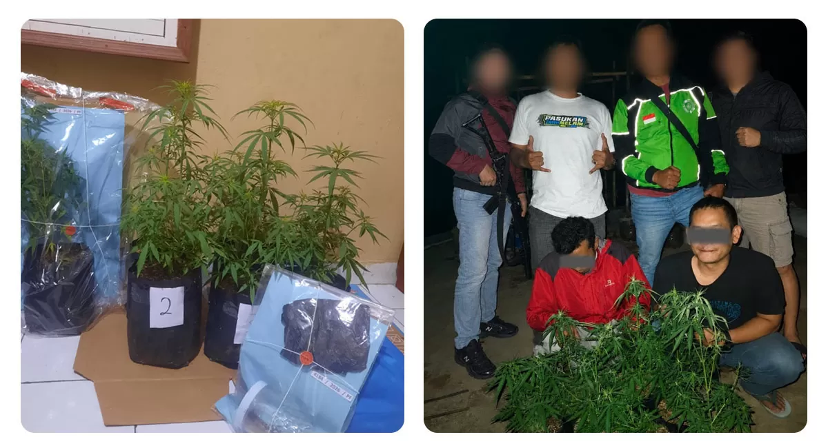 Dua pelaku penanaman ganja di wilayah Kecamatan Rajapolah Kabupaten Tasikmalaya bersama barang bukti sebanyak tujuh pot ganja diamankan petugas di Mapolres Tasikmalaya Kota. (Dok. AMS)