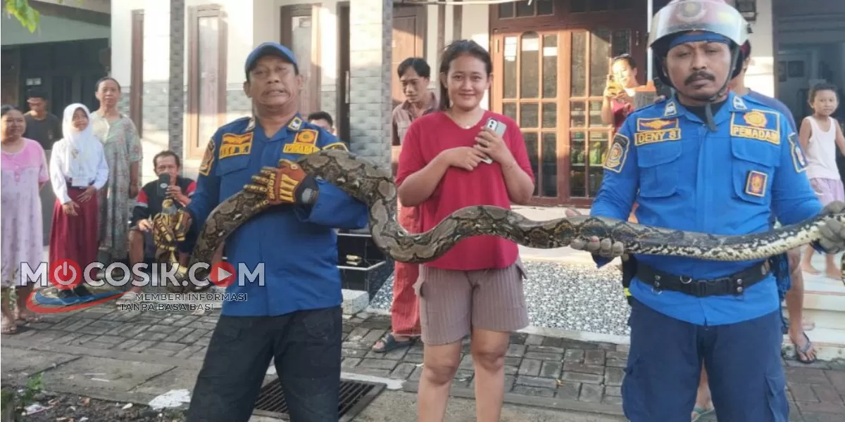 Seekor ular masuk ke kandang ternak milik warga di Dusun Mojolegi, Desa Dukuhmojo, Kecamatan Mojoagung, Kabupaten Jombang (BPBD Jombang)