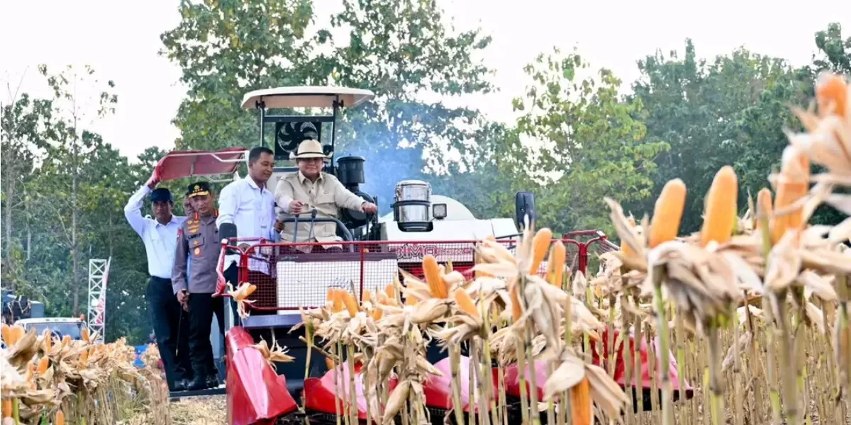 Presiden Prabowo saat panen raya jagung di Tuban (Facebook @prabowo_subianto)