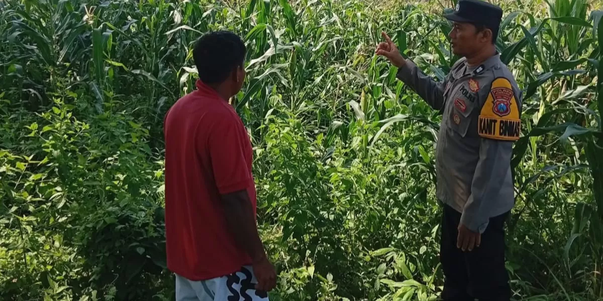 Polsek Kudu dampingi petani jagung di Jombang guna mendukung ketahanan pangan nasional dan meningkatkan produktivitas panen (Humas Polres Jombang)