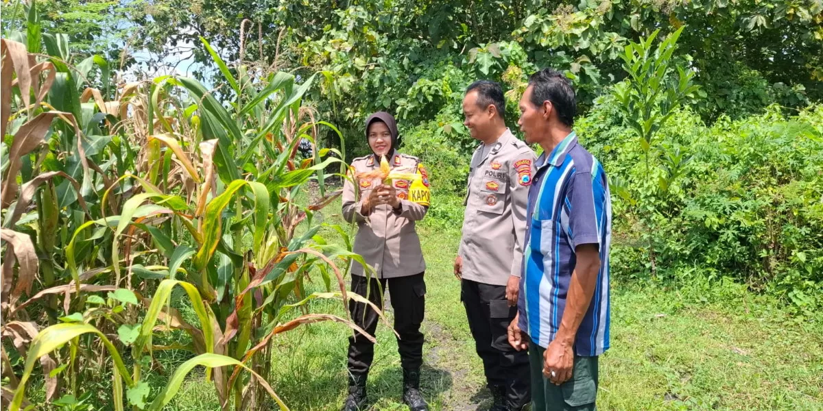 Kapolsek Tembelang , AKP Fadillah meninjau lahan jagung di Desa Mojokrapak bentuk dukungan terhadap program ketahanan pangan di Jombang (Humas Polres Jombang)