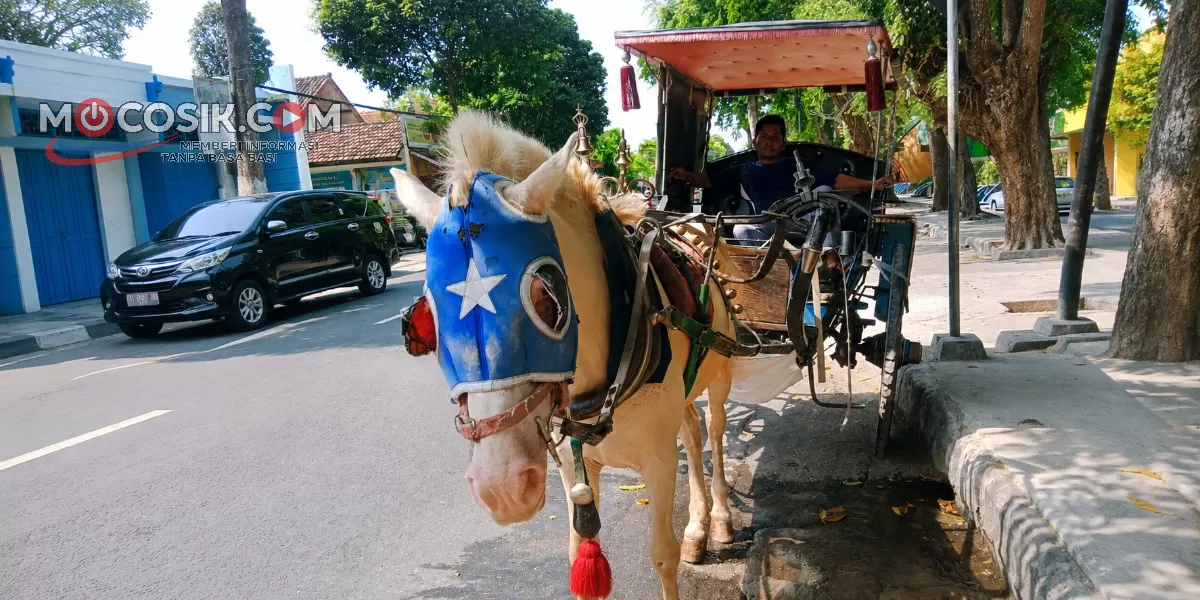 Herawan bertahan menjadi kusir delman selama hampir 20 tahun  (Rudiyanto)