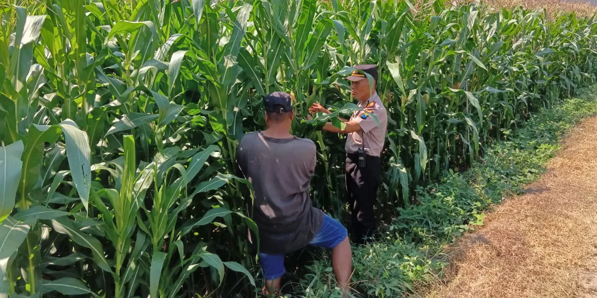 Kapolsek Tembelang AKP Sartono bersama anggotanya melakukan peninjauan, pengecekan, dan pemantauan panen jagung milik Kusnan di lahan pertanian Desa Mojokrapak, Kecamatan Tembelang, Kabupaten Jombang (Humas Polres Jombang)