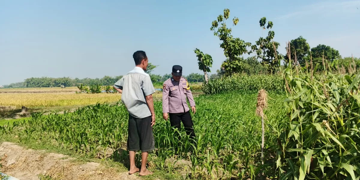 Bhabinkamtibmas Desa Plosogenuk, Brigadir Salim Miftakhul Rizky, yang melakukan peninjauan, pengecekan, dan pemantauan tanaman jagung milik Samsul (Humas Polres Jombang)