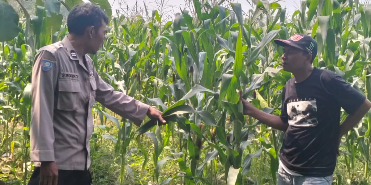 Polsek Mojowarno meninjau tanaman jagung di Desa Wringinpitu sebagai bentuk dukungan terhadap program ketahanan pangan nasional (Humas Polres Jombang)