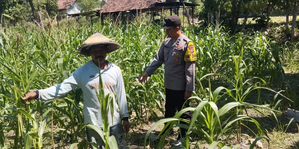 Anggota Polsek Plandaan melakukan pengecekan dan pemantauan pertumbuhan tanaman jagung di lahan warga Dusun Bululowo, Desa Purisemanding, Jombang (Humas Polres Jombang)