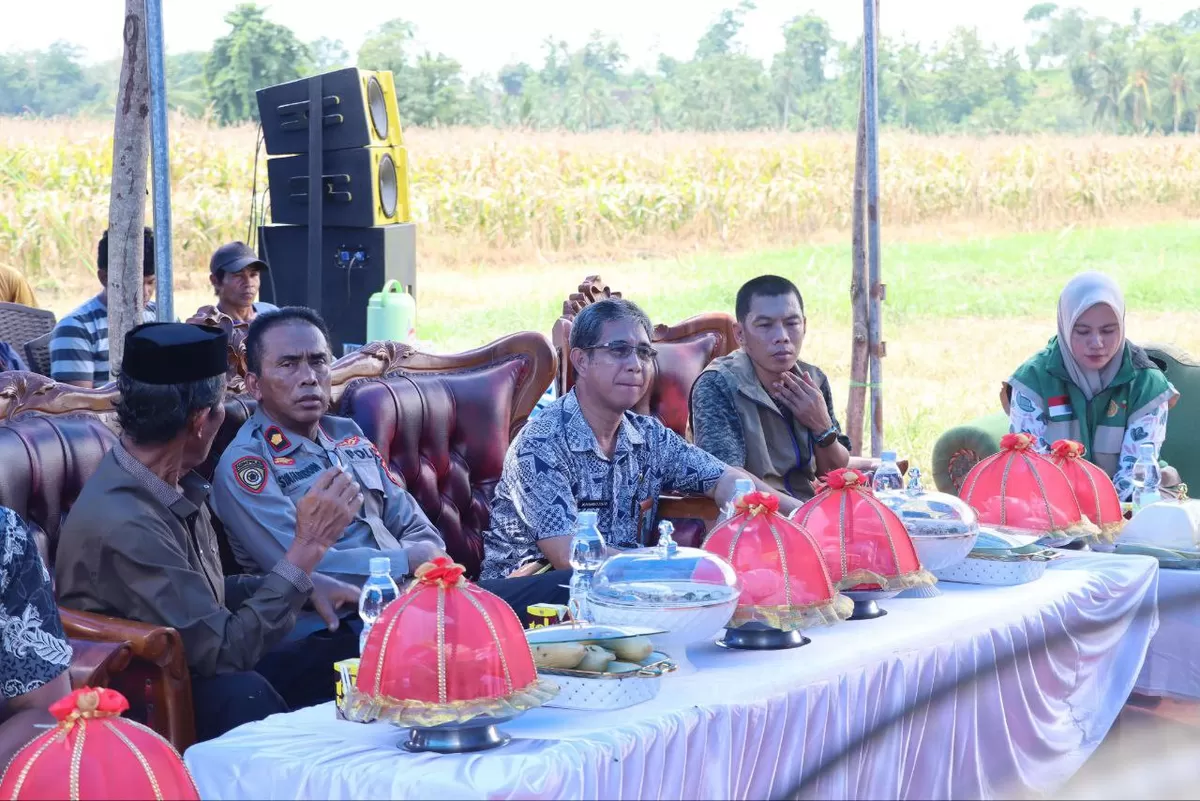 Waka Polres Bulukumba Kompol Syafaruddin hadiri panen raya jagung.