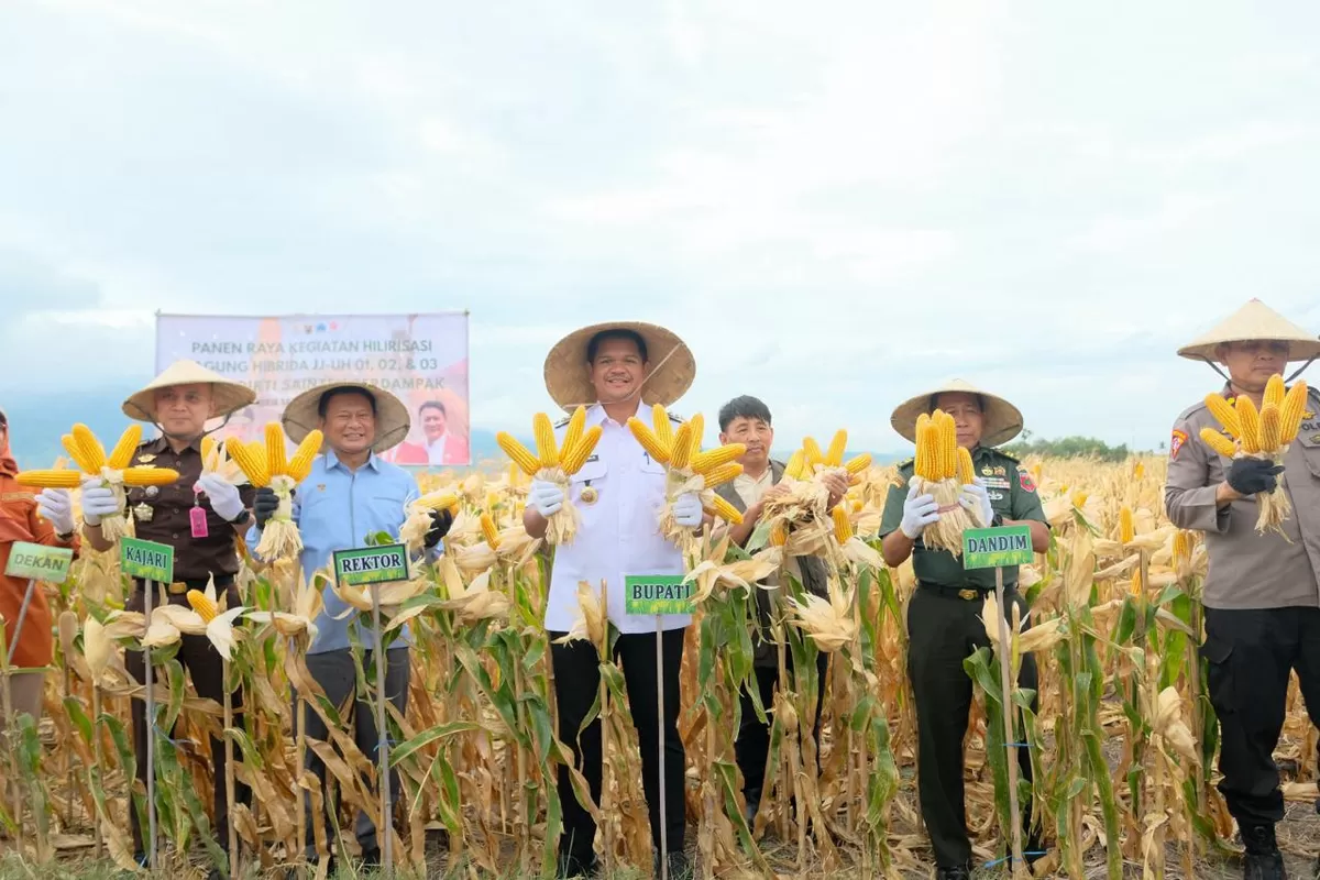 Bupati Bantaeng M Fathul Fauzy hadiri panen perdana jagung.