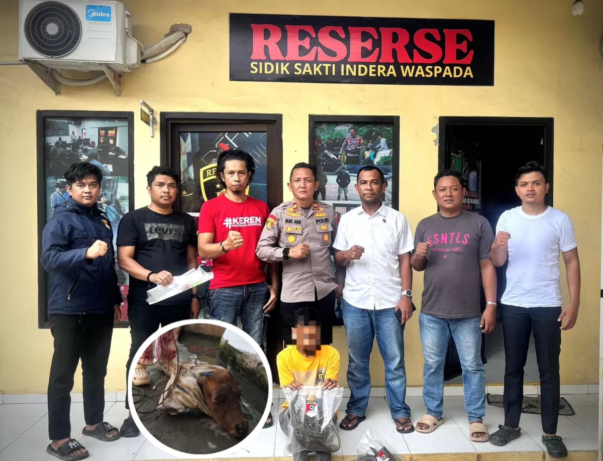 Pelaku pencurian sapi diamankan dan ditetapkan tersangka oleh Satreskrim Polres Bulukumba. 