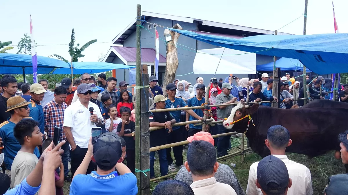 Bupati Bulukumba Andi Muchtar Ali Yusuf resmi menutup Kontes Ternak Sapi Hasil Inseminasi Buatan (IB) Tahun 2026.