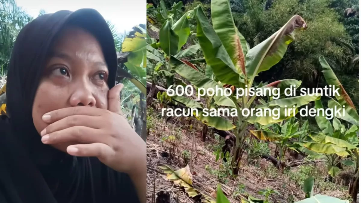 Viral curhatan petani yang pohon pisangnya diduga diracun. (TikTok/bebyliza36)