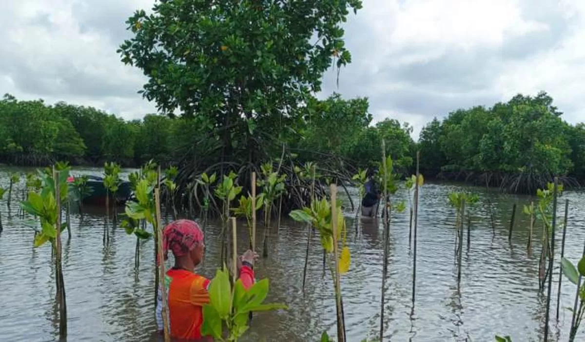 Rapel Ajak Lintas Organisasi Peduli Ekosistem Mangrove Tanam Ribuan Bakau