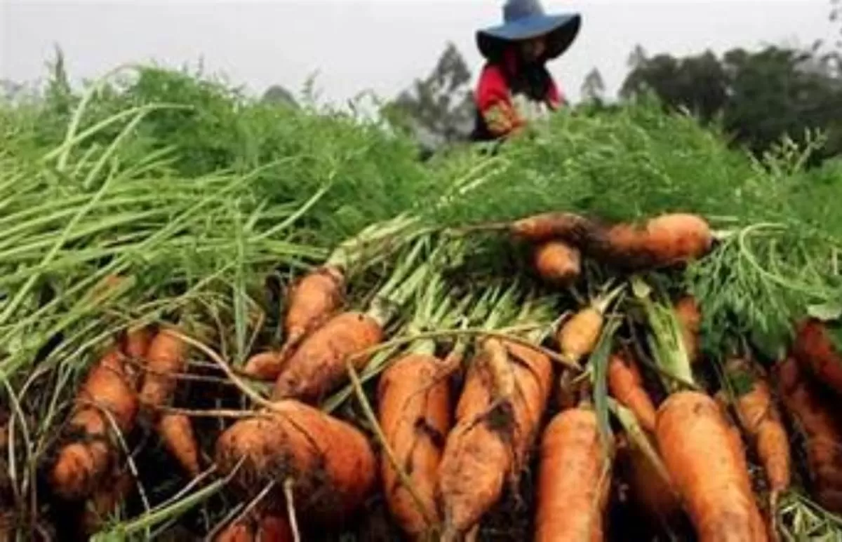 Petani Manggarai NTT: Sejak Ada MBG, Harga Wortel Kami Naik 3 Kali Lipat