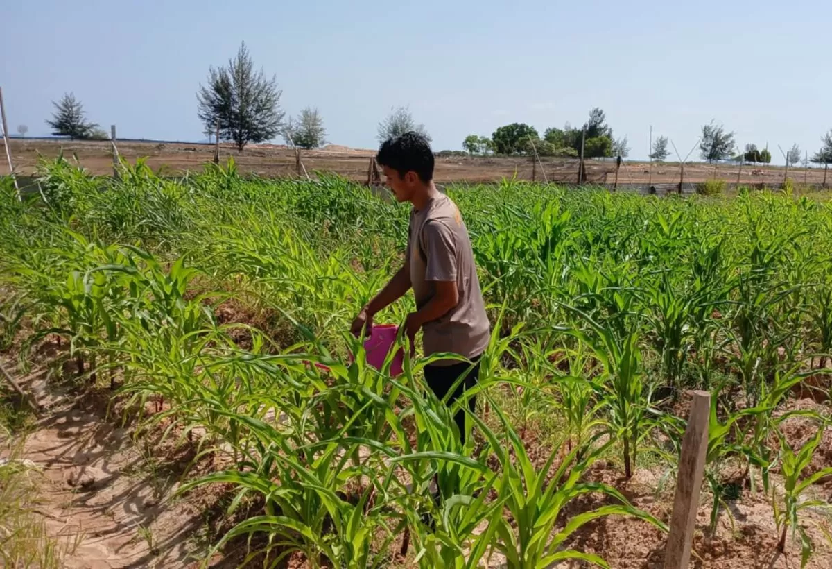 Polsek Bengkong Intensifkan Perawatan Lahan Jagung Pipil Hari ke-50 Dukung Program Ketahanan Pangan Nasional