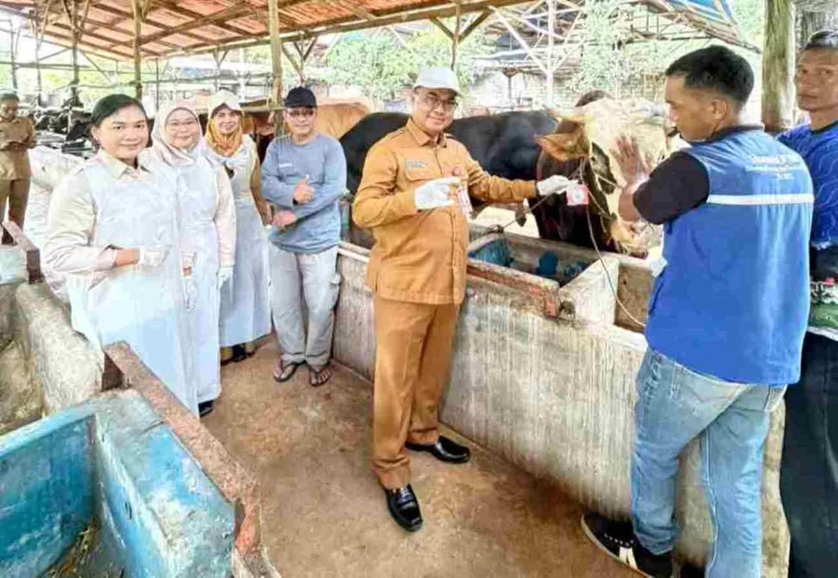 DPPP Kota Tanjungpinang saat memeriksa kesehatan hewan kurban. (Foto:Diskominfo Tanjungpinang)