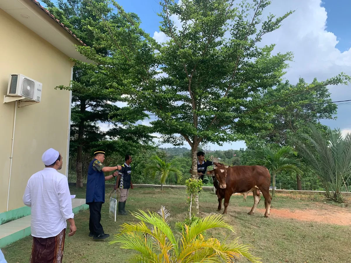 Sat Intelkam Polres Bintan salurkan bantuan satu ekor hewan kurban dari Kapolda Kepri kepada Ponpes Mambaus Sholihin, Selasa 26 Mei 2026.