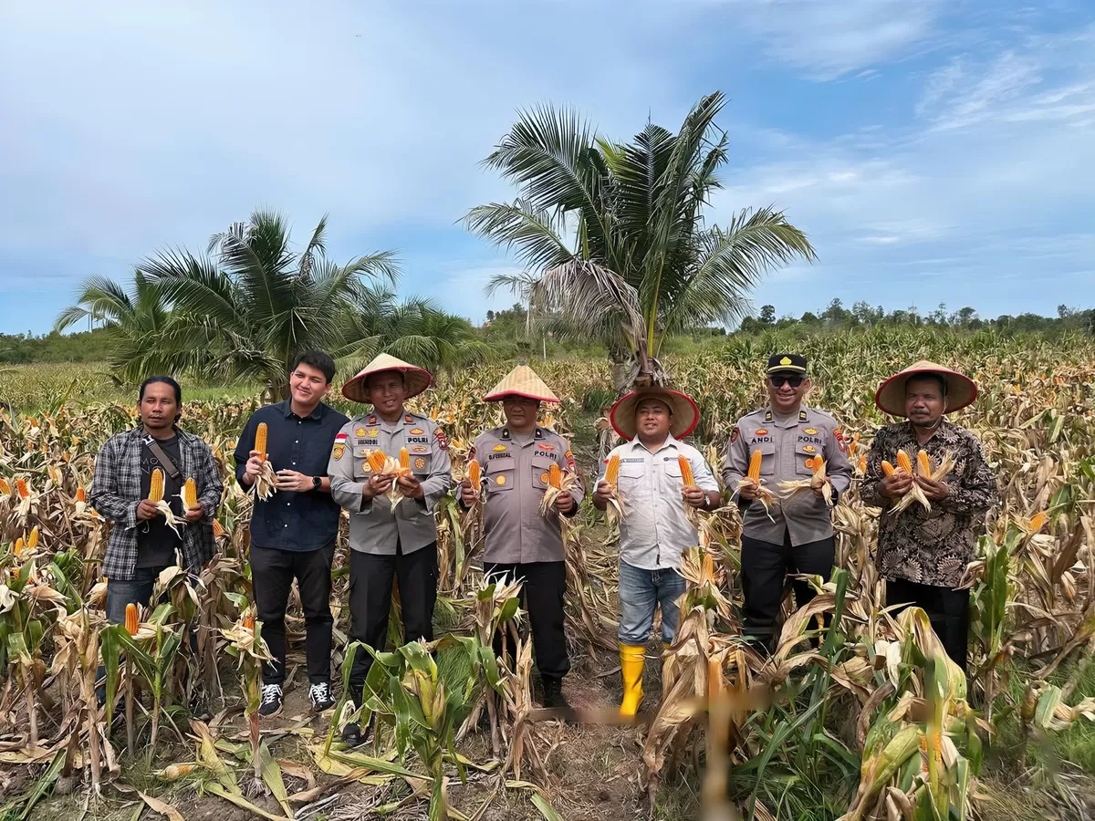 Panen raya Polri dalam memperkuat ketahanan pangan nasional melalui sinergi lintas sektor. (Humas Polresta Barelang)