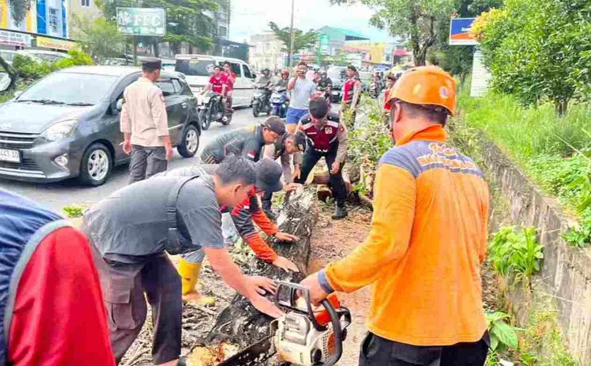 Petugas BPBD Tanjungpinang dibantu pihak kepolisian mengevakuasi pohon tumbang di Jalan Tanjungpinang&ndash;Uban KM 10. (Foto:Diskominfo Tanjungpinang)