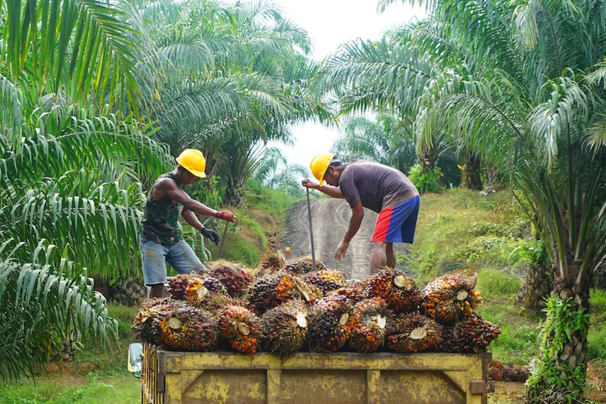 Ilustrasi petani sawit saat panen. (Photo Ist.)