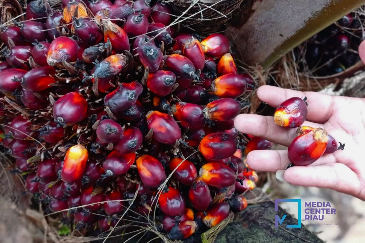 Harga Tandan Buah Segar (TBS) kelapa sawit mitra plasma mengalami penyesuaian. (Foto ilustrasi Ist)