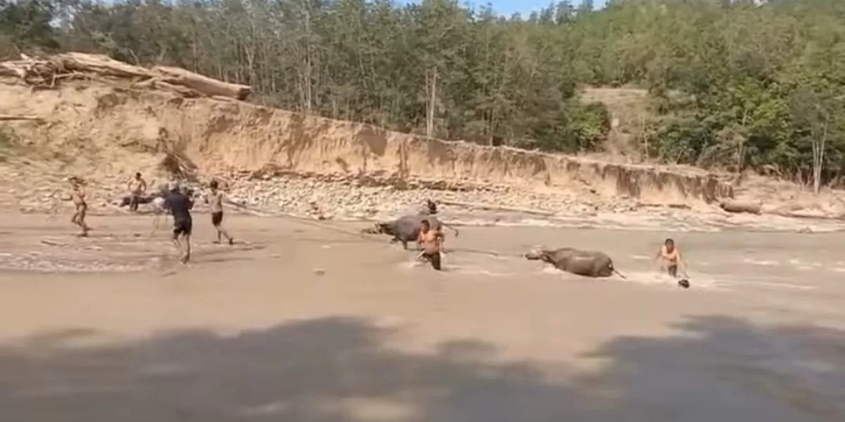Persiapan tradisi Daging Meugang di Wih Dusun Jamat, Kecamatan Linge, Aceh Tengah. (Dok. Instagram/serta_lia_gali)
