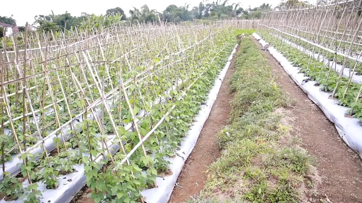 Foto: Ladang Wortel di Manggarai, berkat MBG bikin harga wortel naik 3 kali lipat (Dok. Ist)