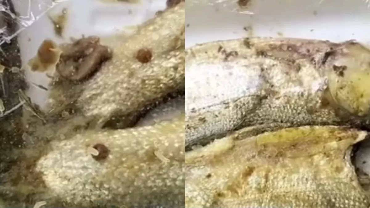 Menu ikan bandeng MBG kembali menuai sorotan karena ditemukan belatung. (Dok. Instagram/sampang.update)