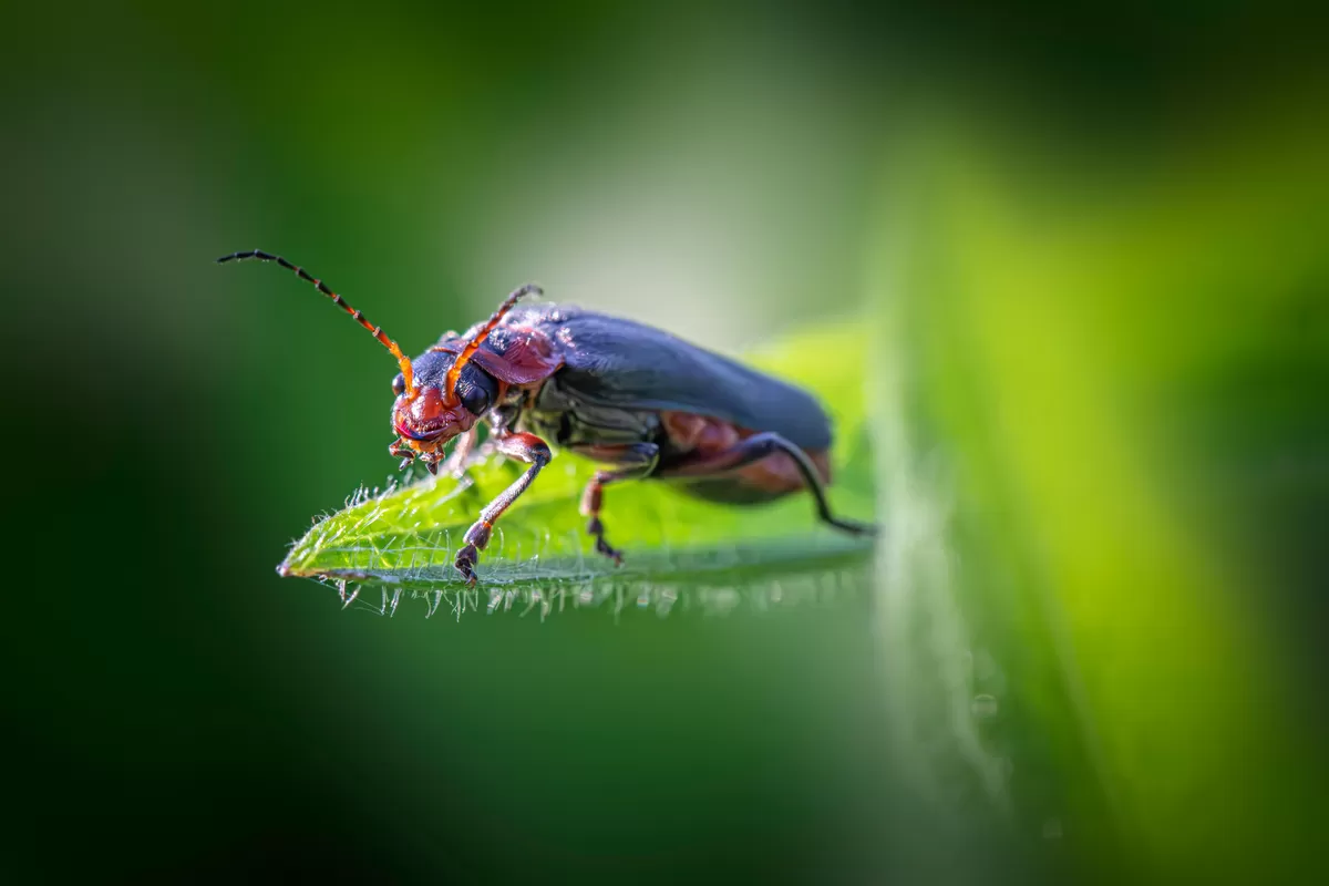 Foto ilustrasi. (Pexels @erik karits)