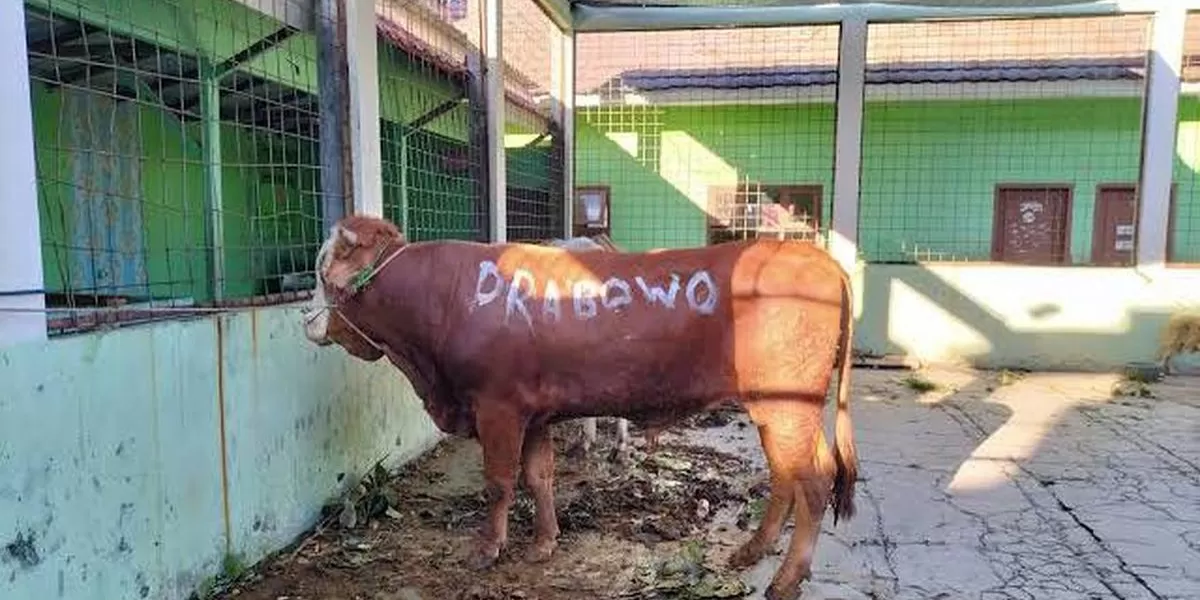 Prabowo Bagikan 1.098 Sapi Kurban DI Idul Adha 2026. (Dok. Istimewa )