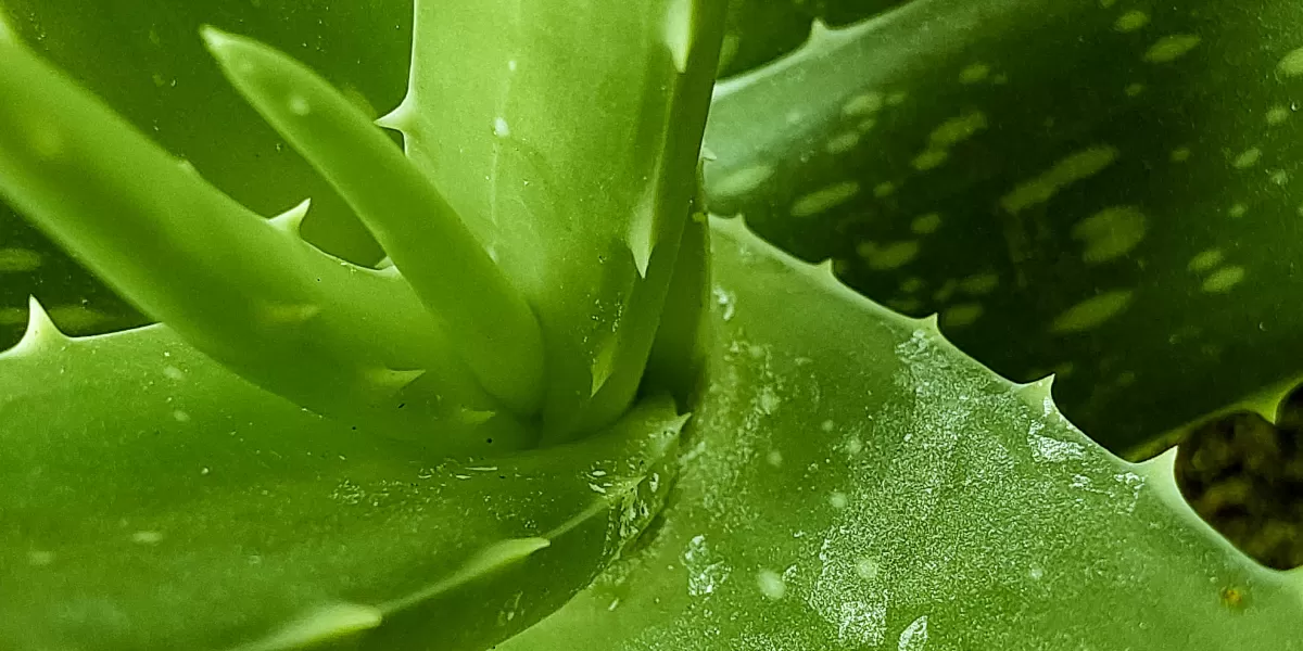 Tak hanya untuk bahan minuman, lidah buaya atau aloe vera juga bisa diolah menjadi kosmetik seperti soothing gel untuk kulit terbakar matahari, sabun batang organik transparan, hingga masker wajah bubuk alami.  (Pexels @Victor Cayke)
