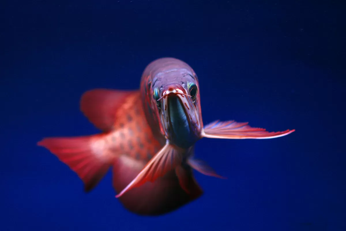 Seekor ikan Arwana merah berenang di dalam akuarium biru. Bisnis arwana sangat menjanjikan, namun bagi Gen Z jangan berkecil hati, ada bisnis lain yang tak kalah menjanjikan. (Pexels @Jeffry Surianto)