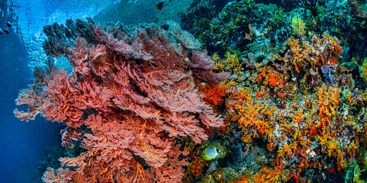 Terumbu karang di West Papua. (Pexels @Tom Fisk)