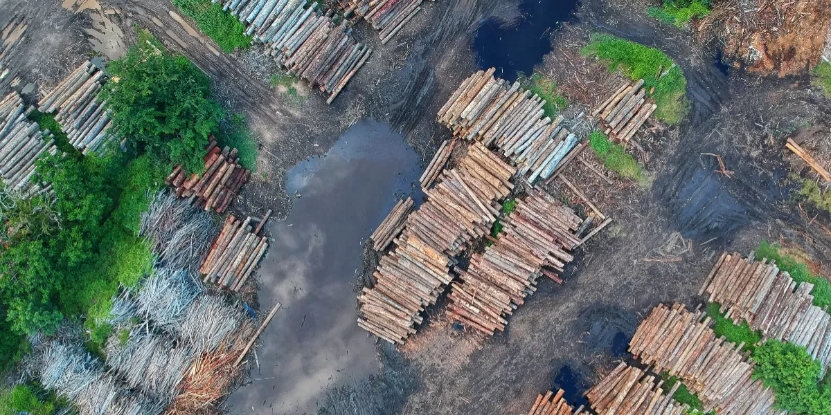 Foto ilustrasi kayu-kayu yang ditebang dari hutan. (Pexels @Pok Rie)