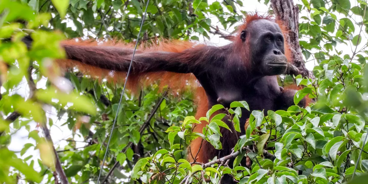 Seekor orangutan bertengger tinggi di antara kanopi hijau hutan tropis. Perubahan suhu dan pola musim yang semakin tidak menentu mulai memberi tekanan pada habitat serta ketersediaan pakan satwa endemik di Borneo. (Pexels/Arwin Waworuntu)