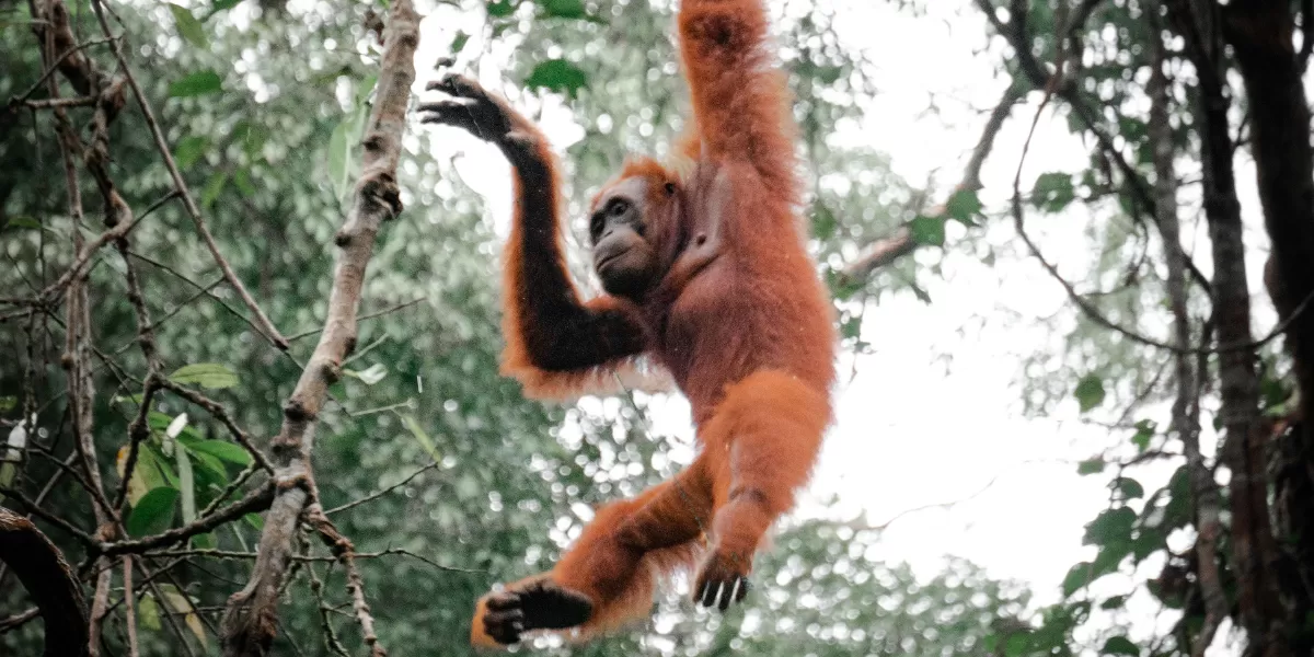 Di Siburan, Sarawak, Malaysia, tampak satu individu orangutan liar bergelantungan di antara pepohonan di kawasan hutan hujan tropis Malaysia yang masih tersisa. Habitat alami seperti ini menjadi ruang penting bagi kelangsungan hidup. (Pexels/Pat Whelen)