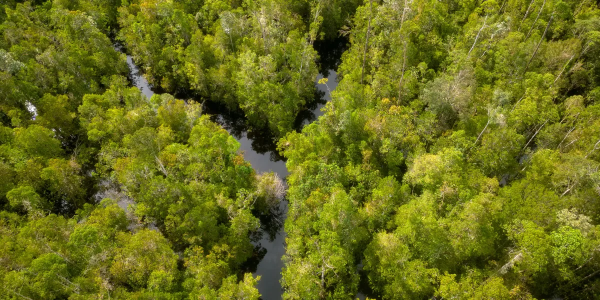 Kondisi hutan dan sungai di Kalimantan Tengah, Indonesia. (Pexels/Erik Munandar)