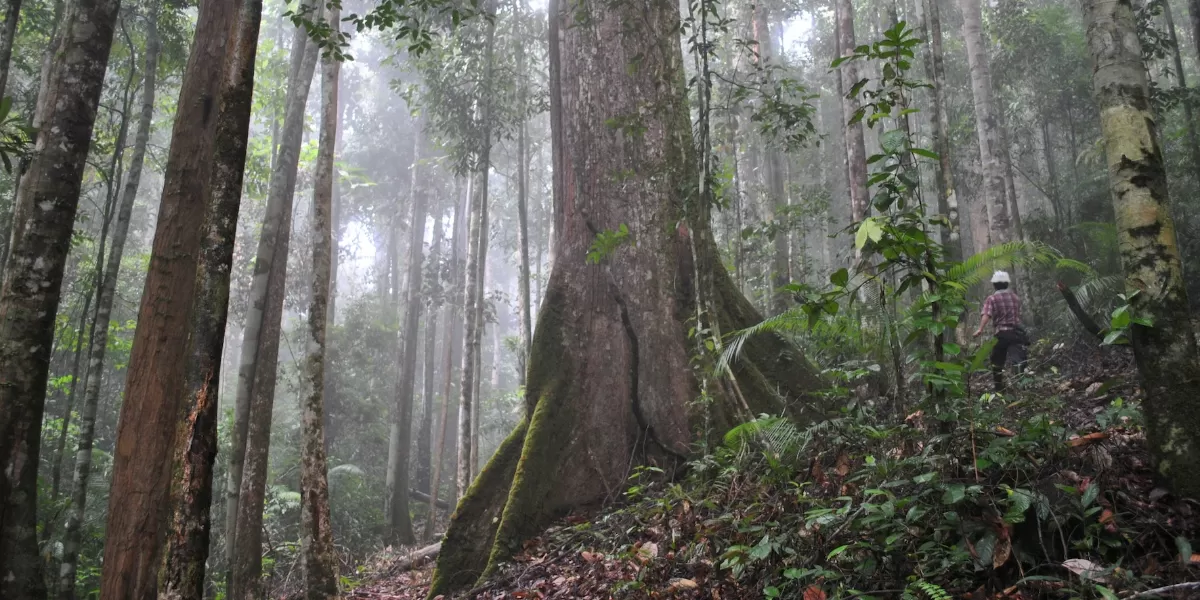 Suasana hutan tropis Indonesia. (Unsplash/Ken Shono)